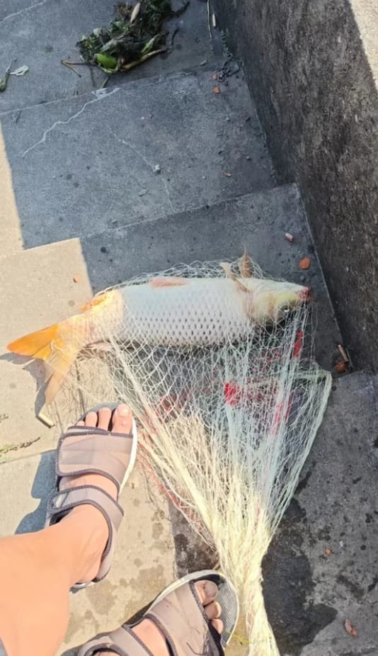 Customer photo review of Hand Cast Fishing Net with Large Disc for Easy Throw and Fast Catch