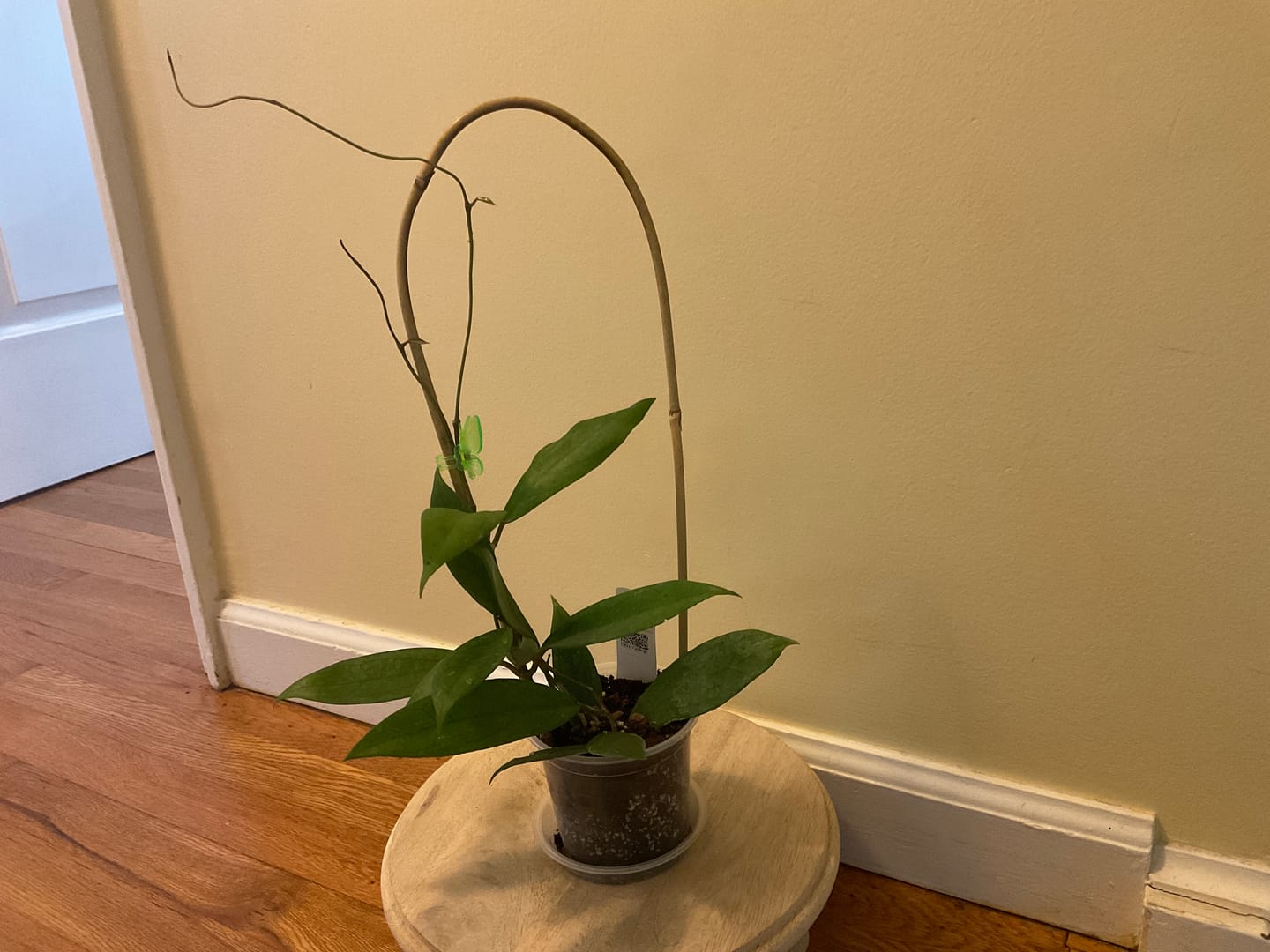 Customer photo review of Hoya vitellinoides