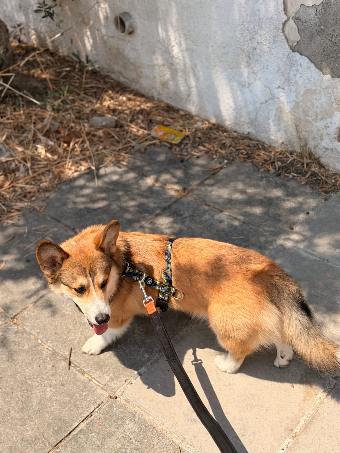 Customer photo review of Anti-Pull TRI-Harness® | Training Dog Harness for All Breeds - Lightning