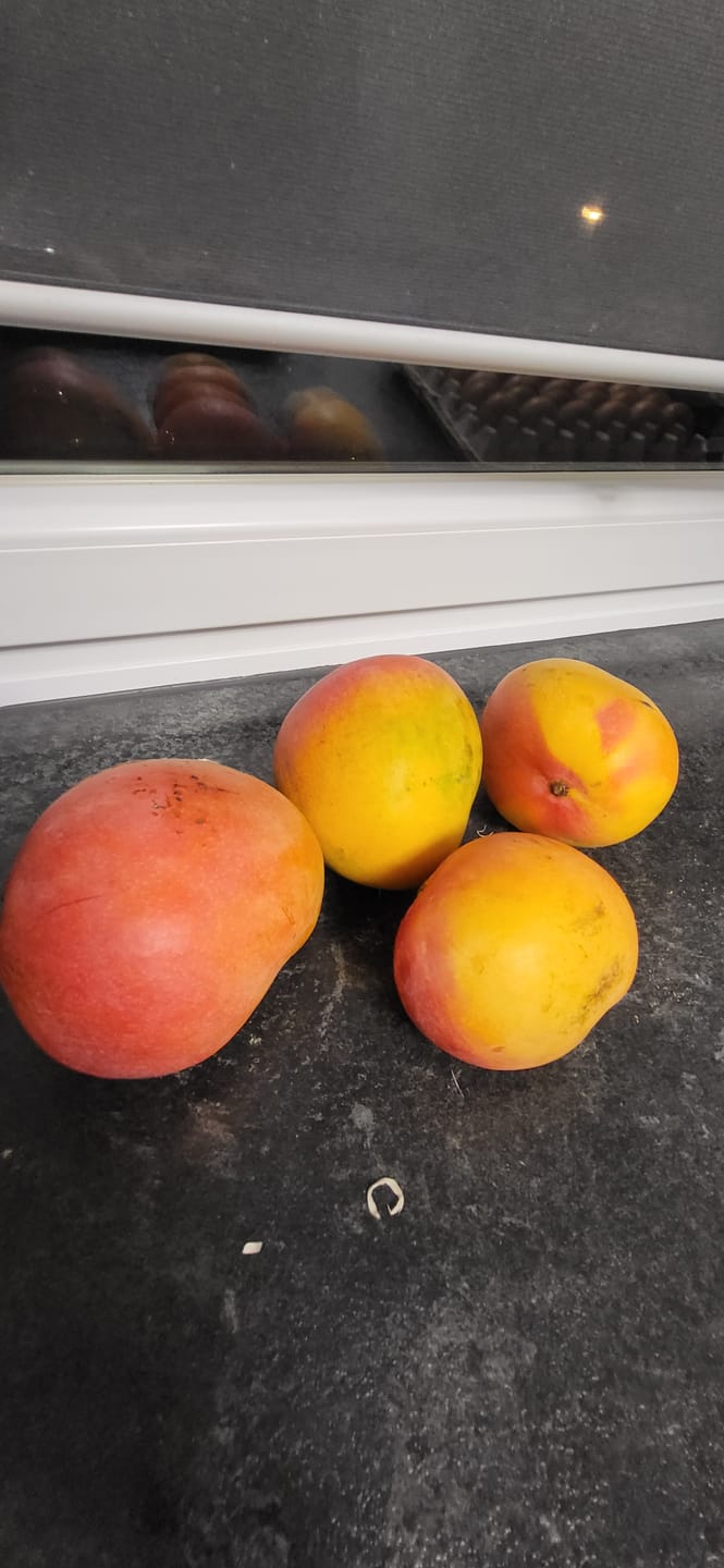 Customer photo review of Mango Tropigold von Antonio