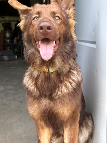 Customer photo review of Olive collar