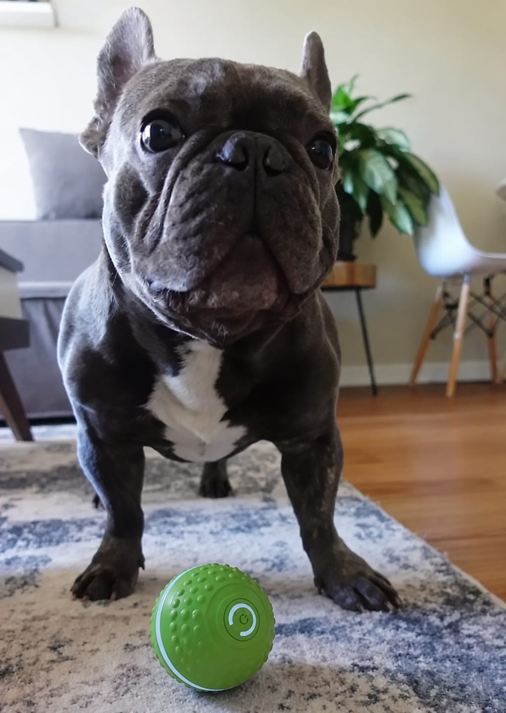 Customer photo review of SmartBounce™️