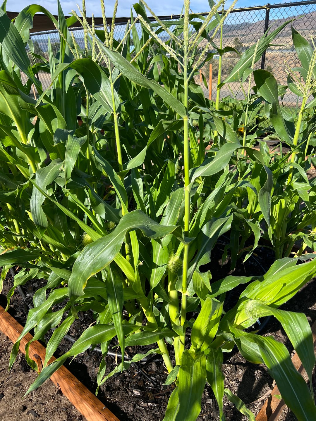 Customer photo review of Plant Juice