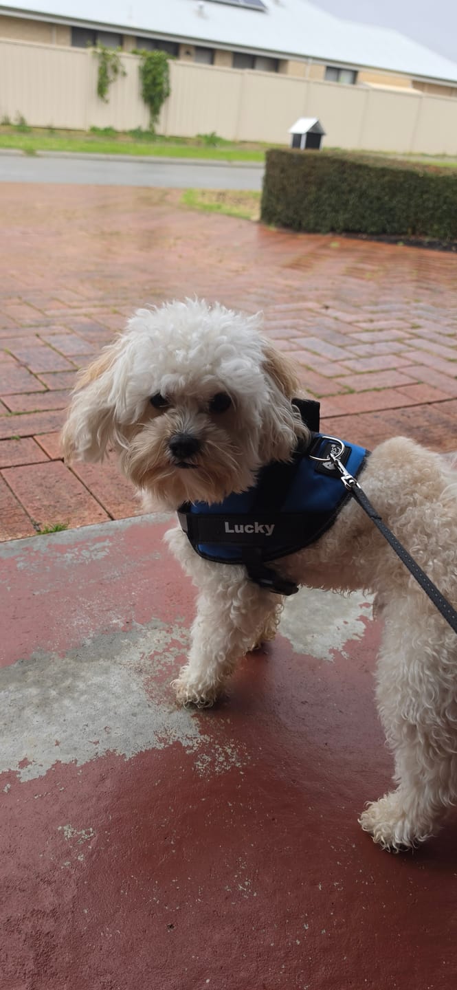 Customer photo review of Dogshood ™ Easy On