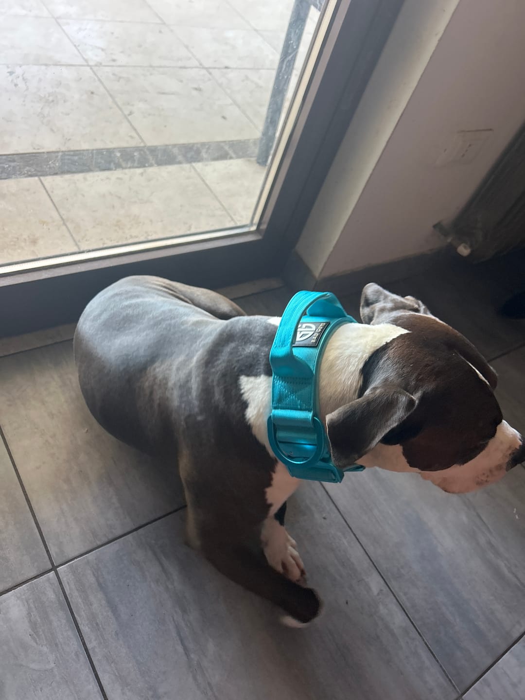 Customer photo review of Collare Crime 5cm