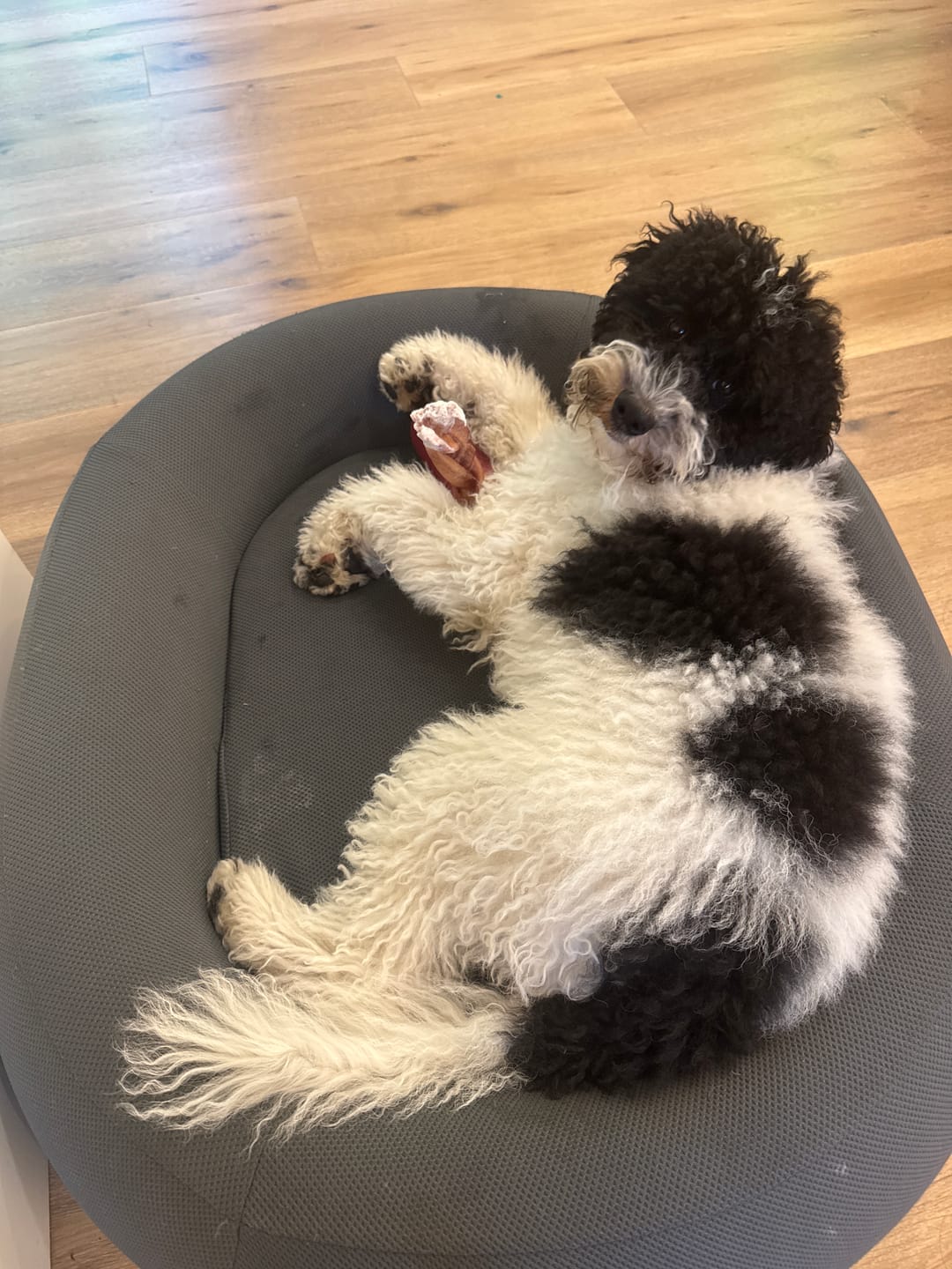 Customer photo review of 6 Inch Thick Braided Bully Stick