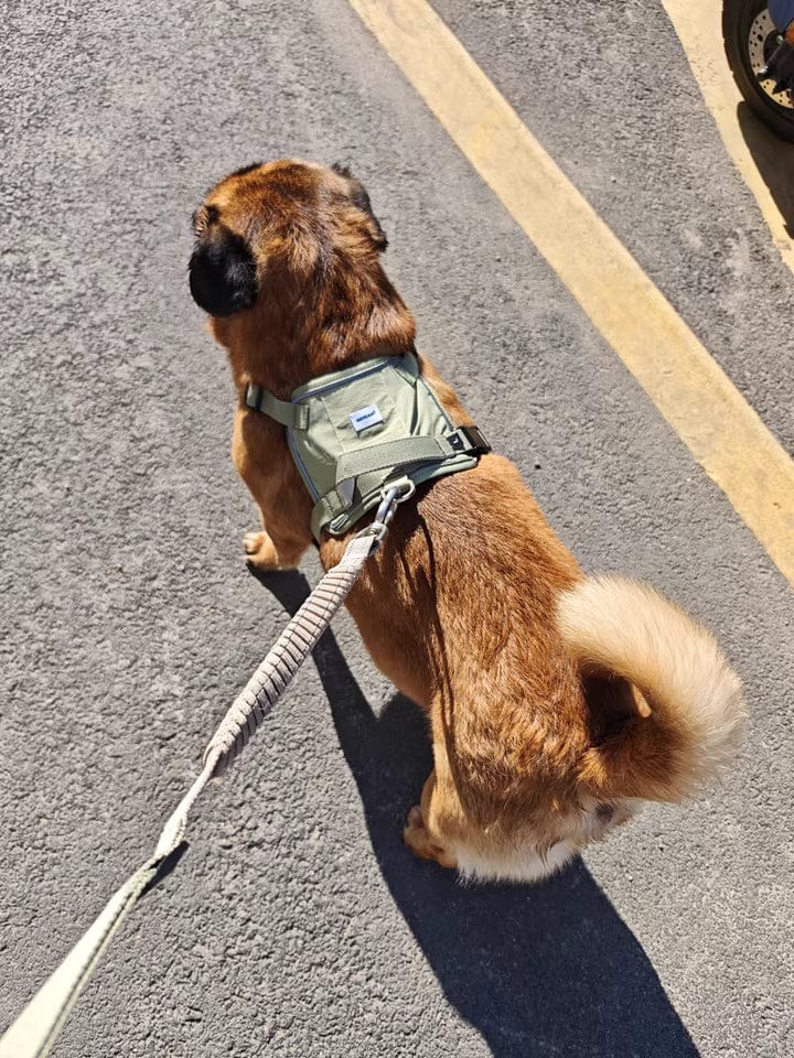 Customer photo review of Valora Multi-Function Elastic Shock-Absorbing Leash | Choose from Leash, Dual-Leash Extender, or Crossbody Waist-Shoulder Strap