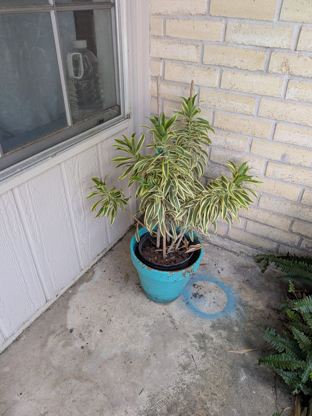 Customer photo review of Song of India, Dracaena Reflexa Dragon Tree