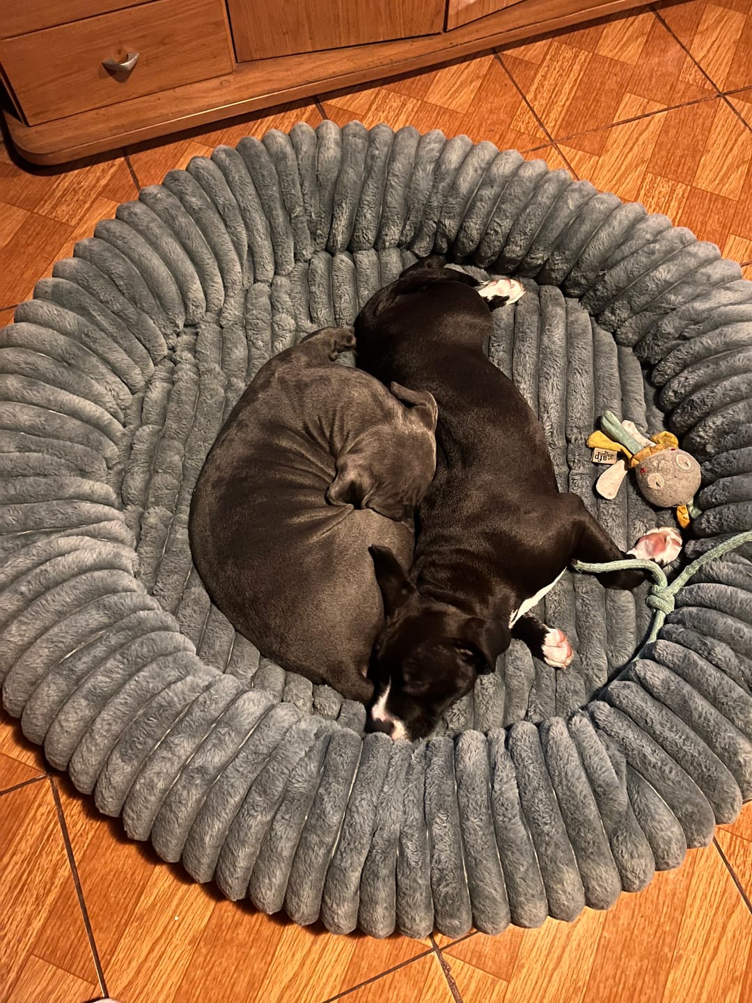 Customer photo review of Luxury Edition: Cama Anti-Estrés THE DOGS