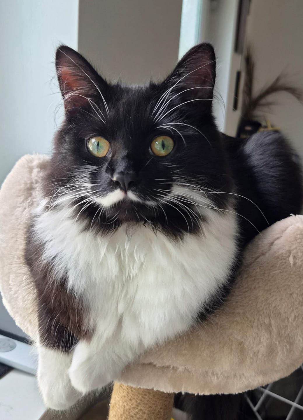 Customer photo review of Luxury 2-in-1 Cat Shampoo & Cologne Grooming Bundle