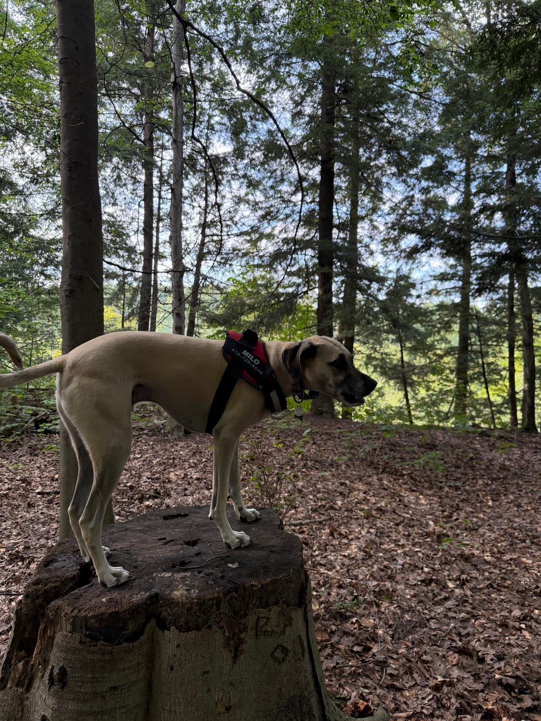 Customer photo review of Dogshood ™ Easy On