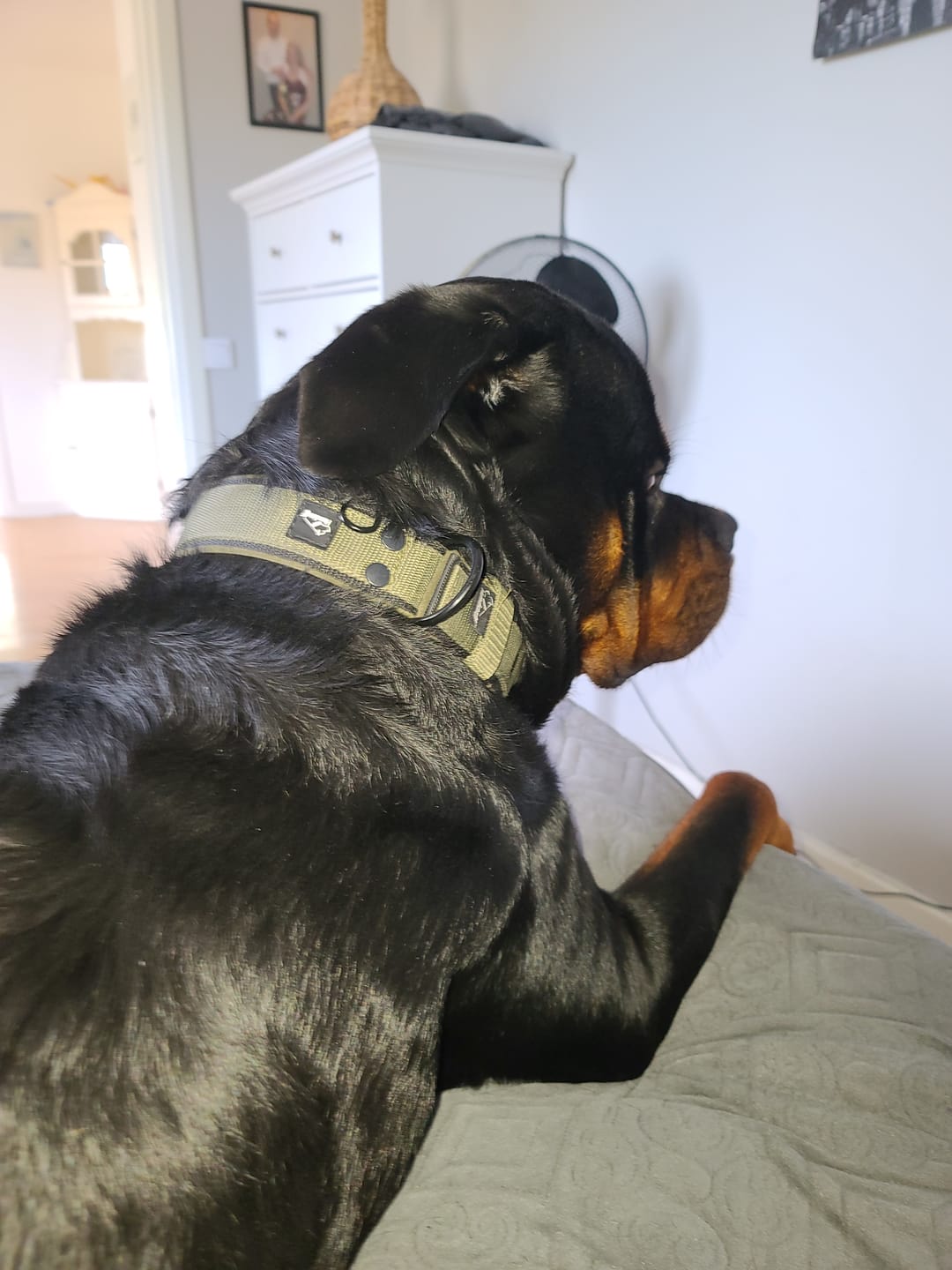 Customer photo review of Active Komfort Black Edition Khaki - Brett slitstarkt halsband med spänne