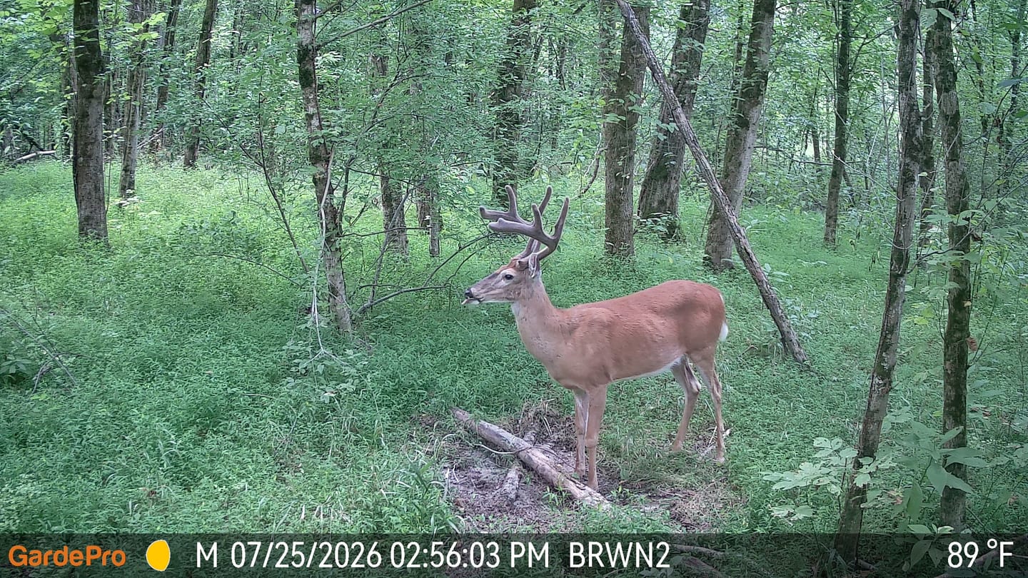 Customer photo review of GardePro X66 Pro Cellular Trail Camera