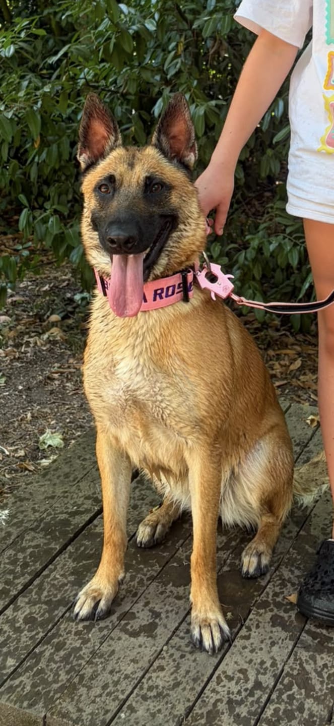 Customer photo review of 5cm Combat® Collar | With Handle & Secure Clip - Pink
