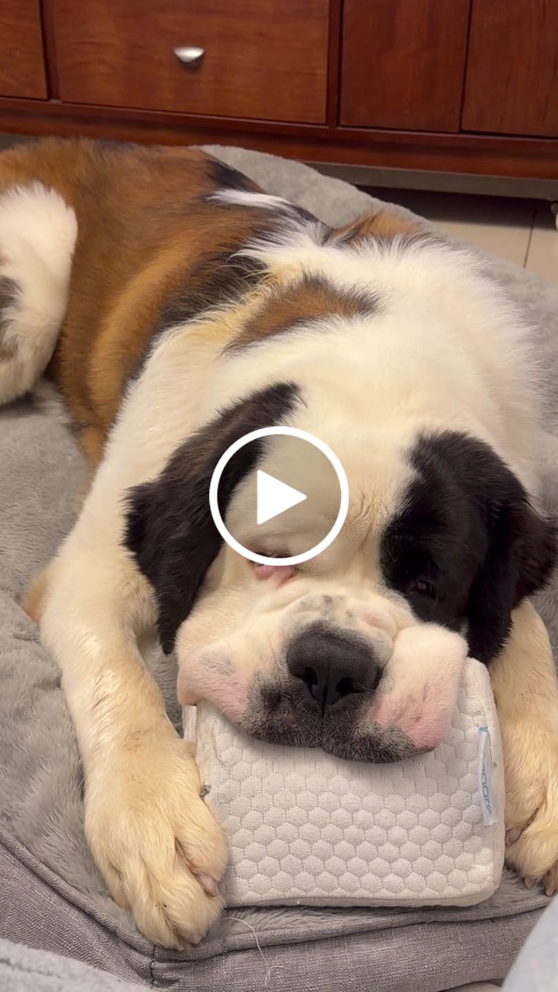 Customer video review of Cama Sofá para Perros