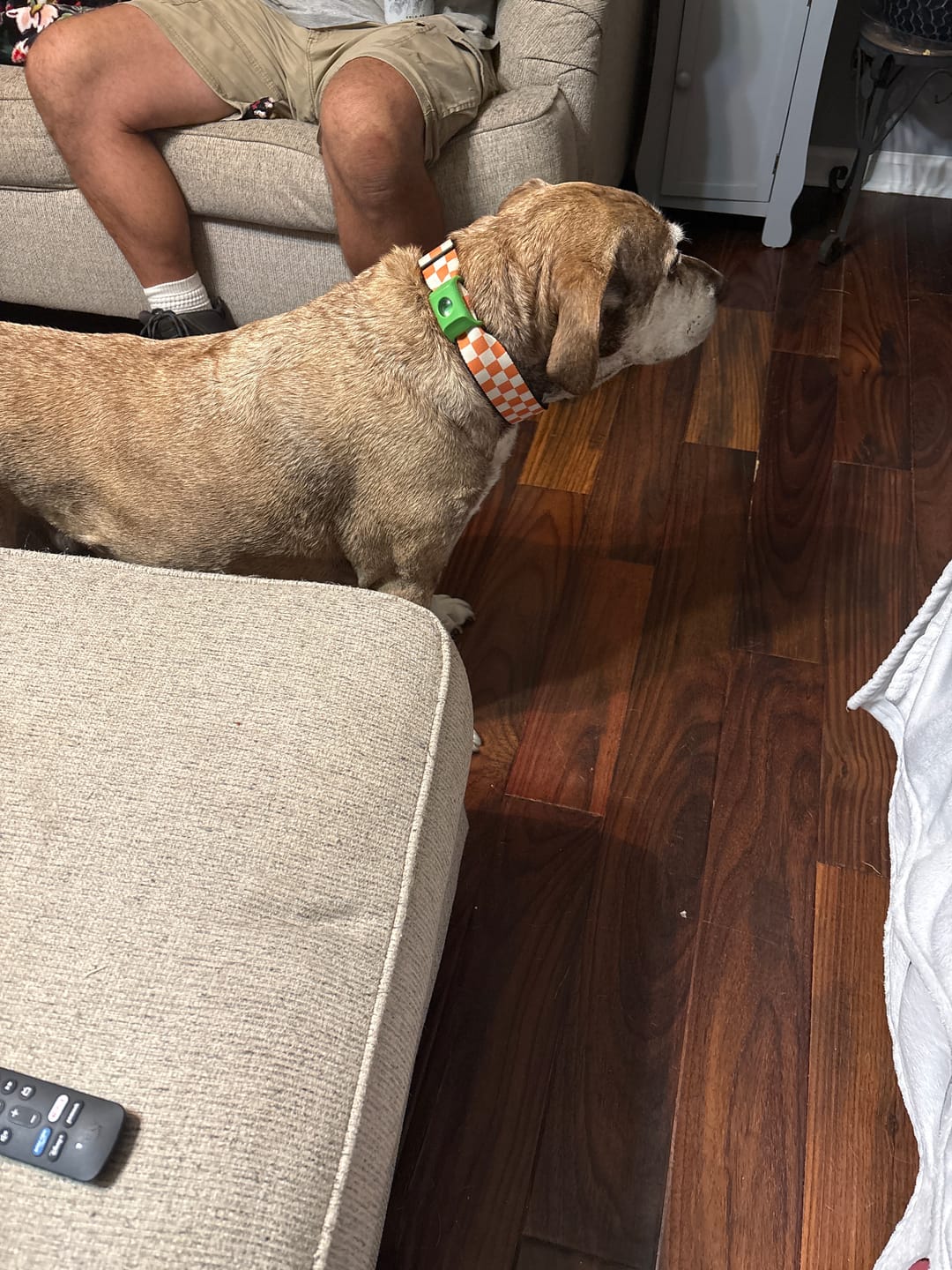Customer photo review of FurLife™ 12 Months Flea and Tick Free