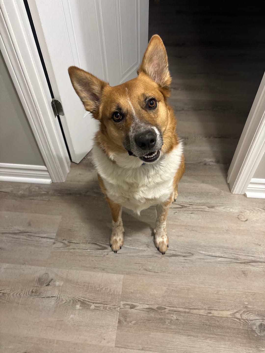Customer photo review of 10-12 Inch Peanut Butter Cheek Roll