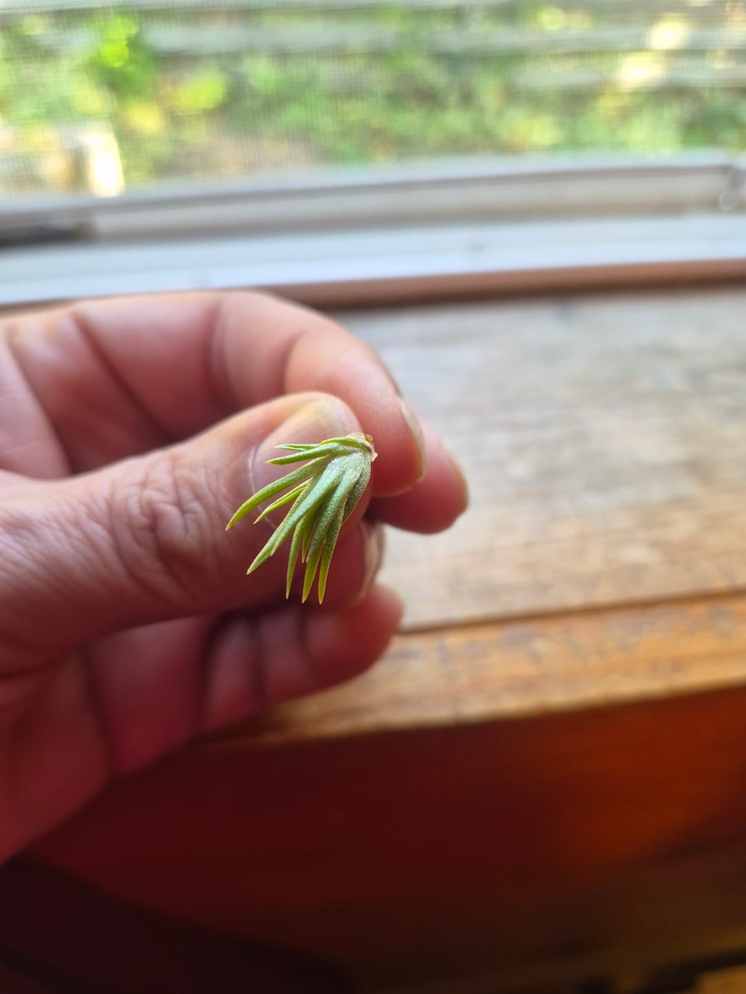 Customer photo review of Mitlaensis Small Seedling