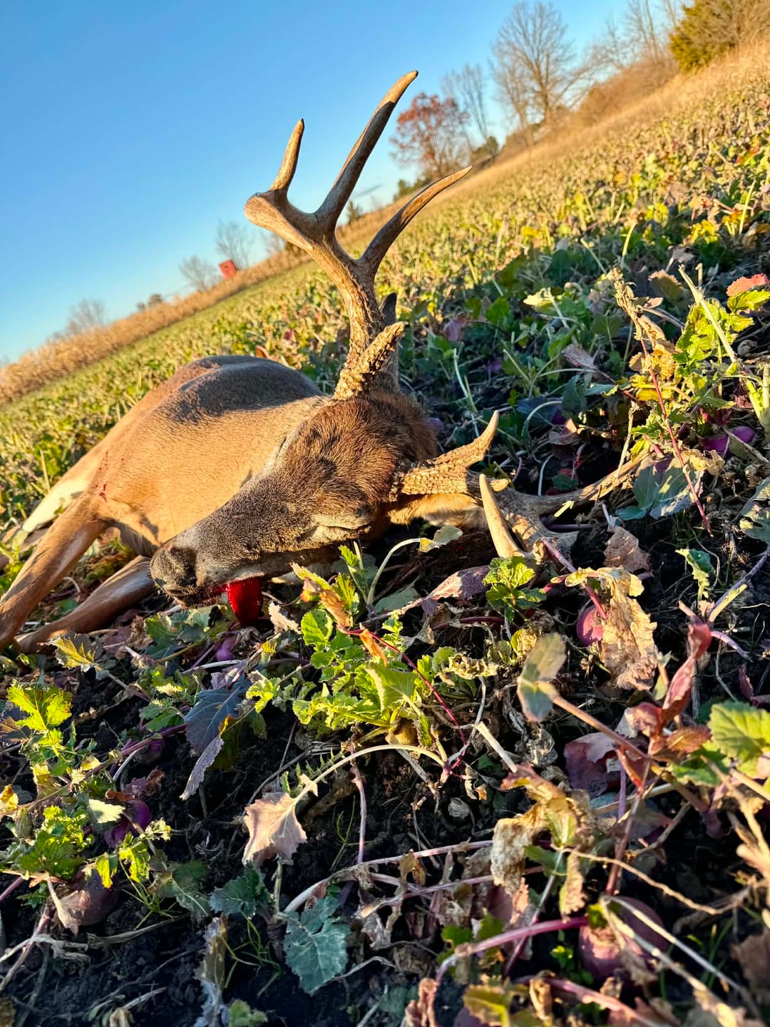 Customer photo review of Big Sexy™ Food Plot Seed