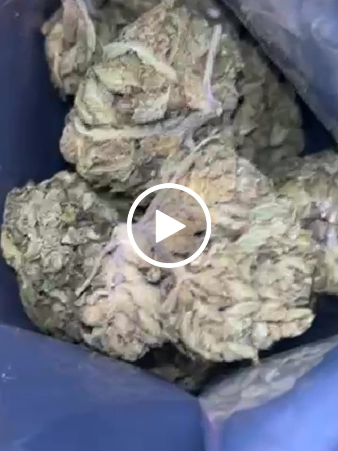 Customer video review of Fire OG - Bulk - Indica
