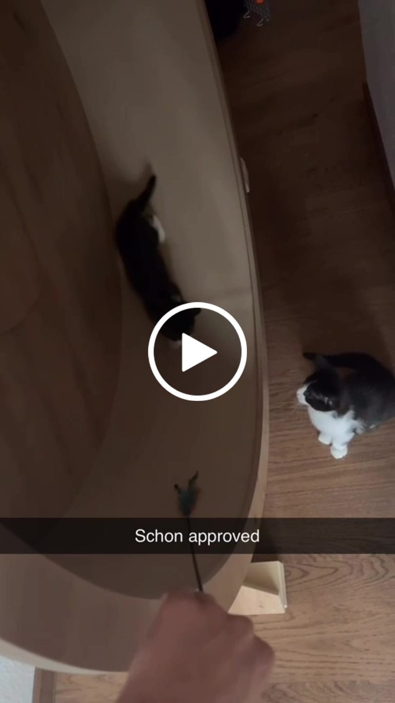 Customer video review of Elmato Katzenlaufrad Rocky Standmodell
