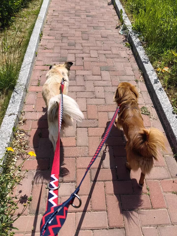 Customer photo review of Rainbow Safety Dog Collar with Pull-Control and Choke Prevention