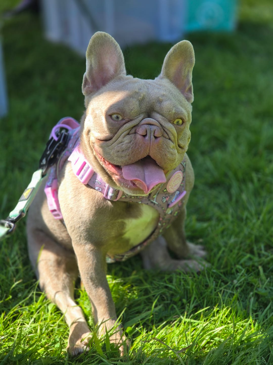 Customer photo review of Unicorn Dog Harness – Be Unique Reflective No-Pull