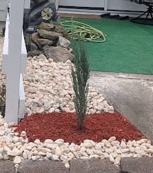 Customer photo review of Blue Arrow Rocky Mountain Juniper