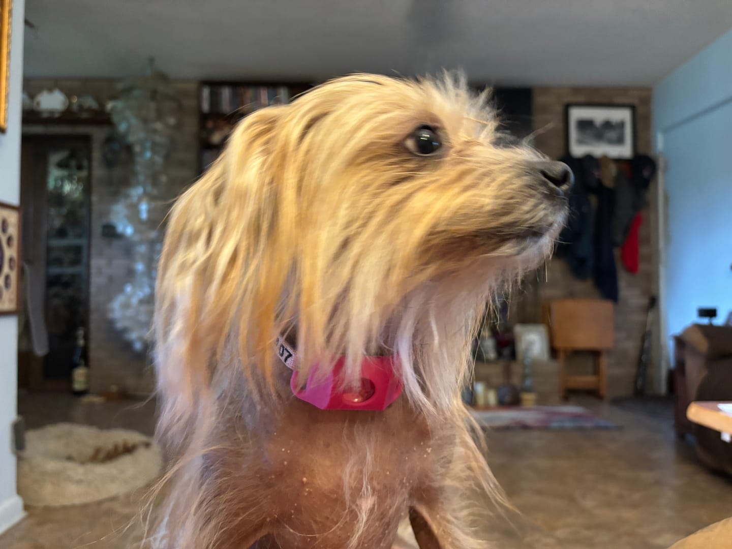 Customer photo review of FurLife™ 12 Months Flea and Tick Free
