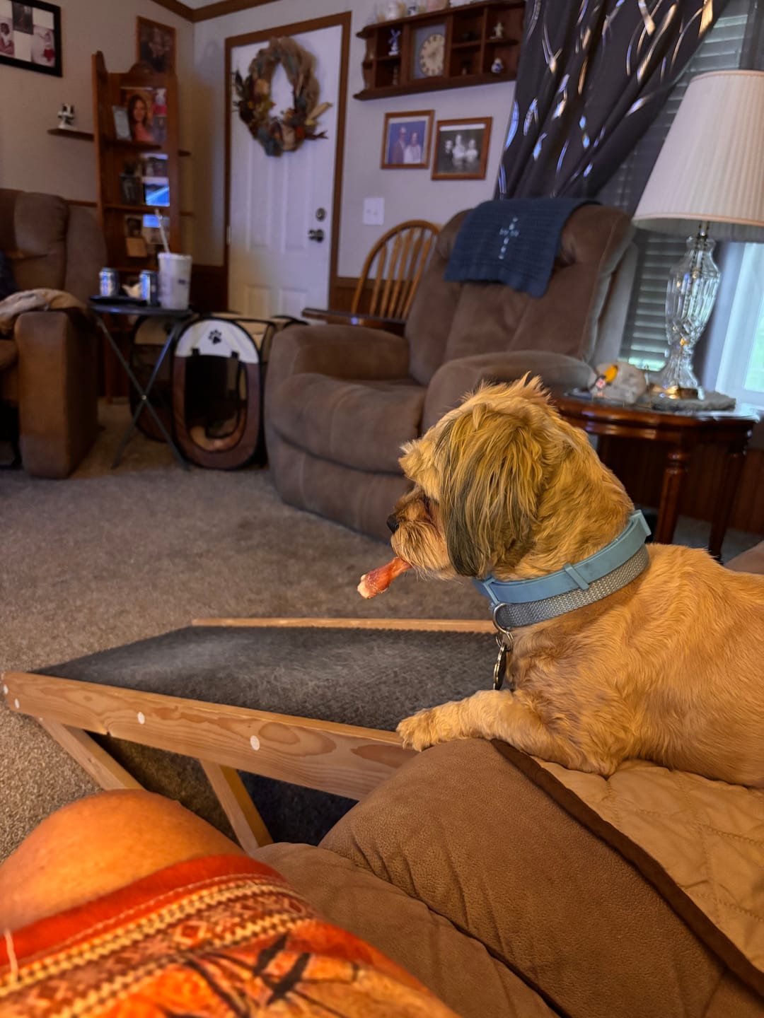 Customer photo review of 6-Inch Braided Bully Sticks — Triple-Twisted, 100% Beef, Lasts 3x Longer