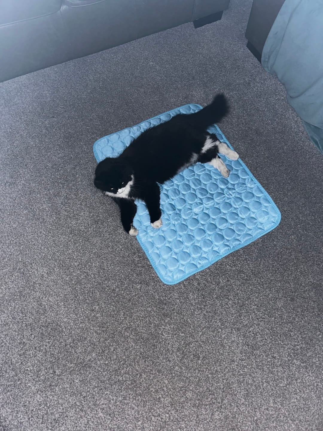 Customer photo review of The Ultimate Cooling Pet Mat