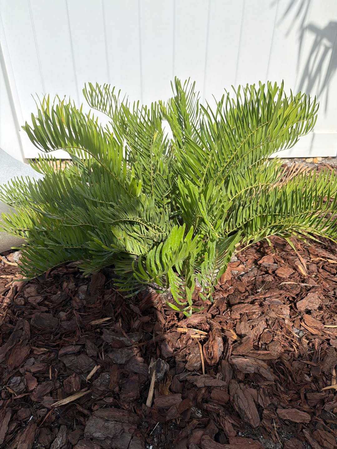 Customer photo review of Coontie Palm, Zamia Floridana Fern