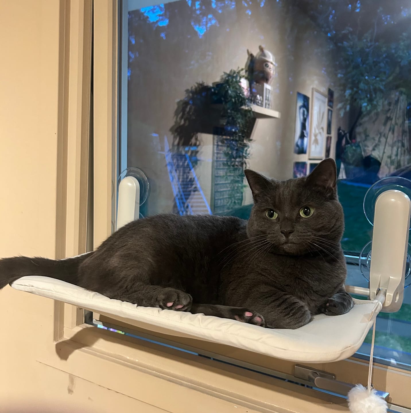 Customer photo review of Window Cat vindusseng