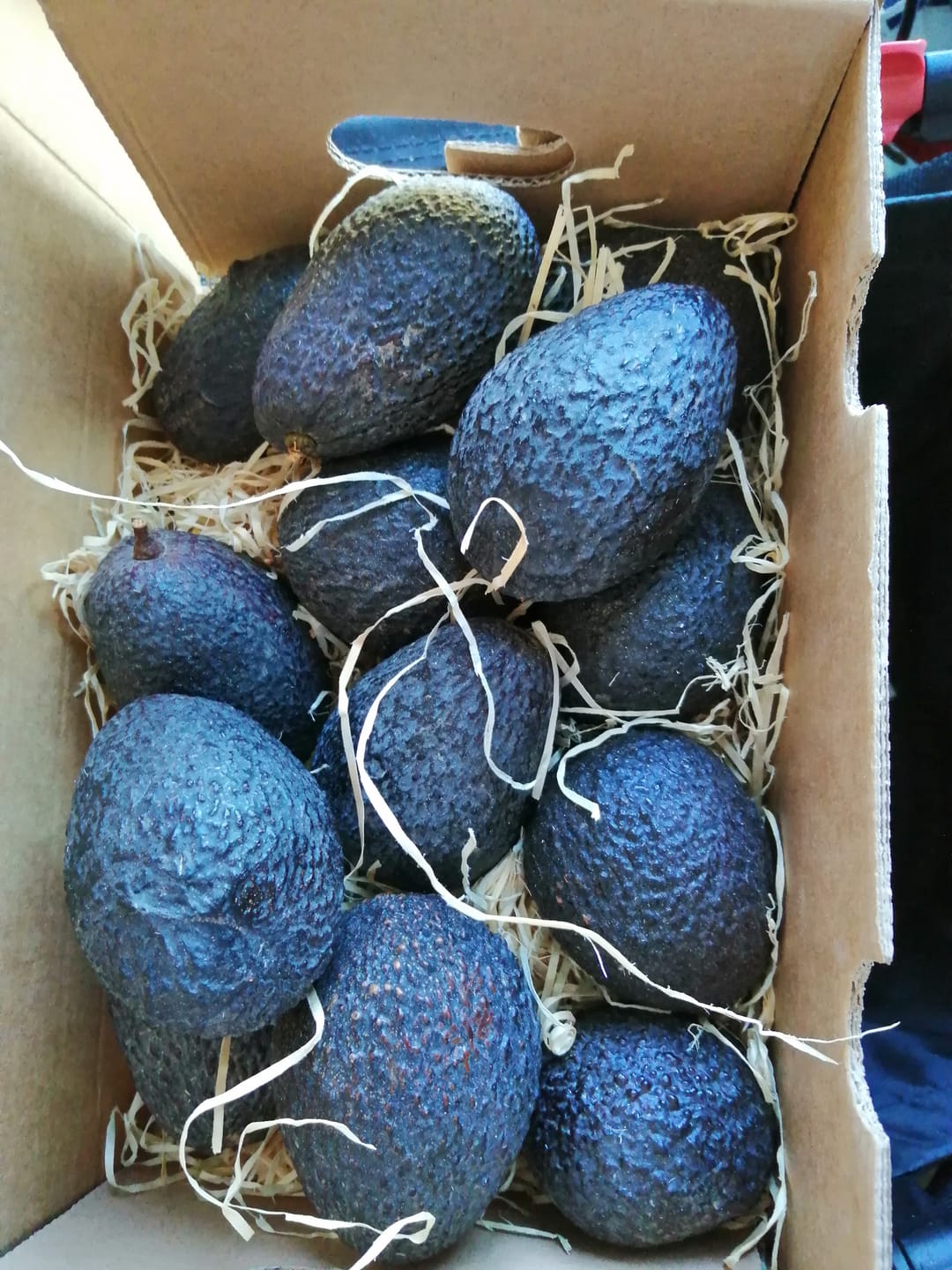 Customer photo review of Avocado Hass 15 Monate baumgereift Bio Kreta von Apostolis