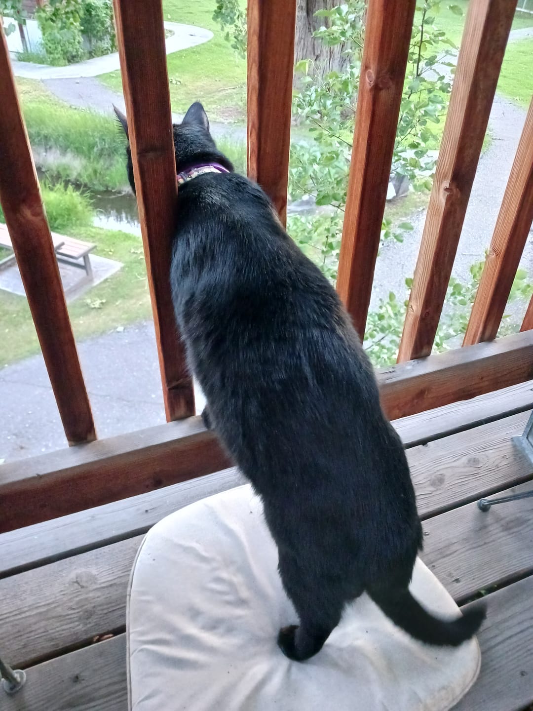 Customer photo review of 3x Blisso Advanced Cat Probiotic