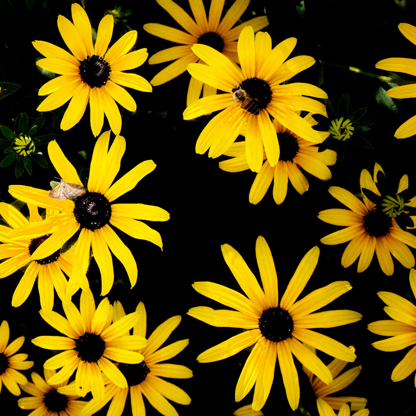 Customer photo review of Voyager 24-50mm f/2.8 Full-Frame Auto Focus Zoom Lens