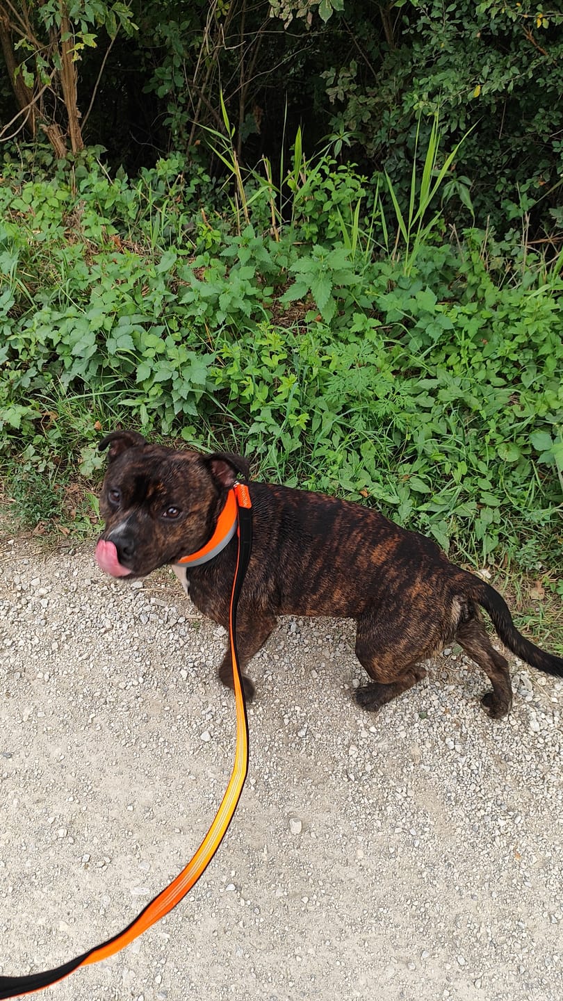 Customer photo review of 1.4m Active Light Leash - Orange
