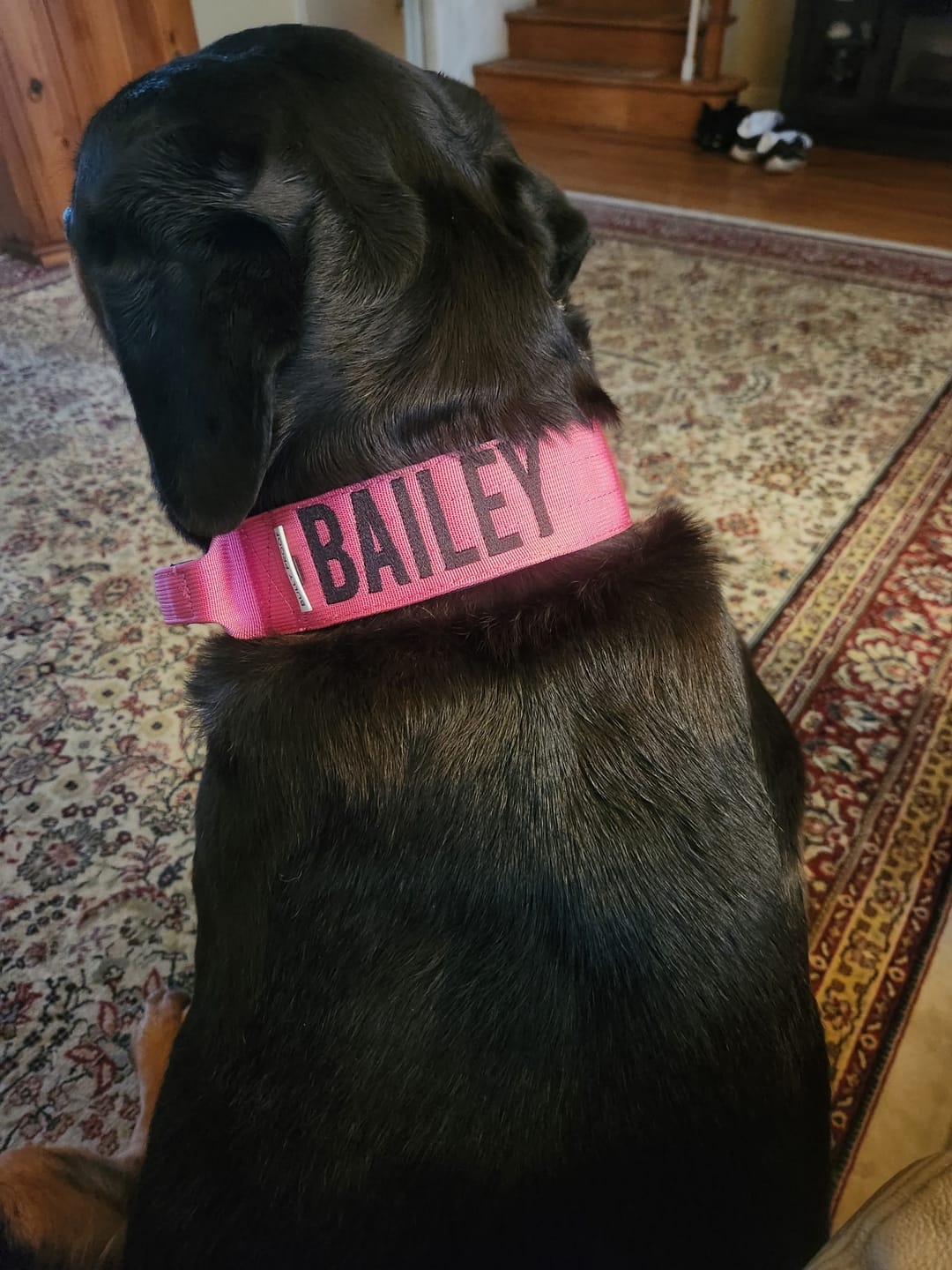 Customer photo review of Bully Proof Collar