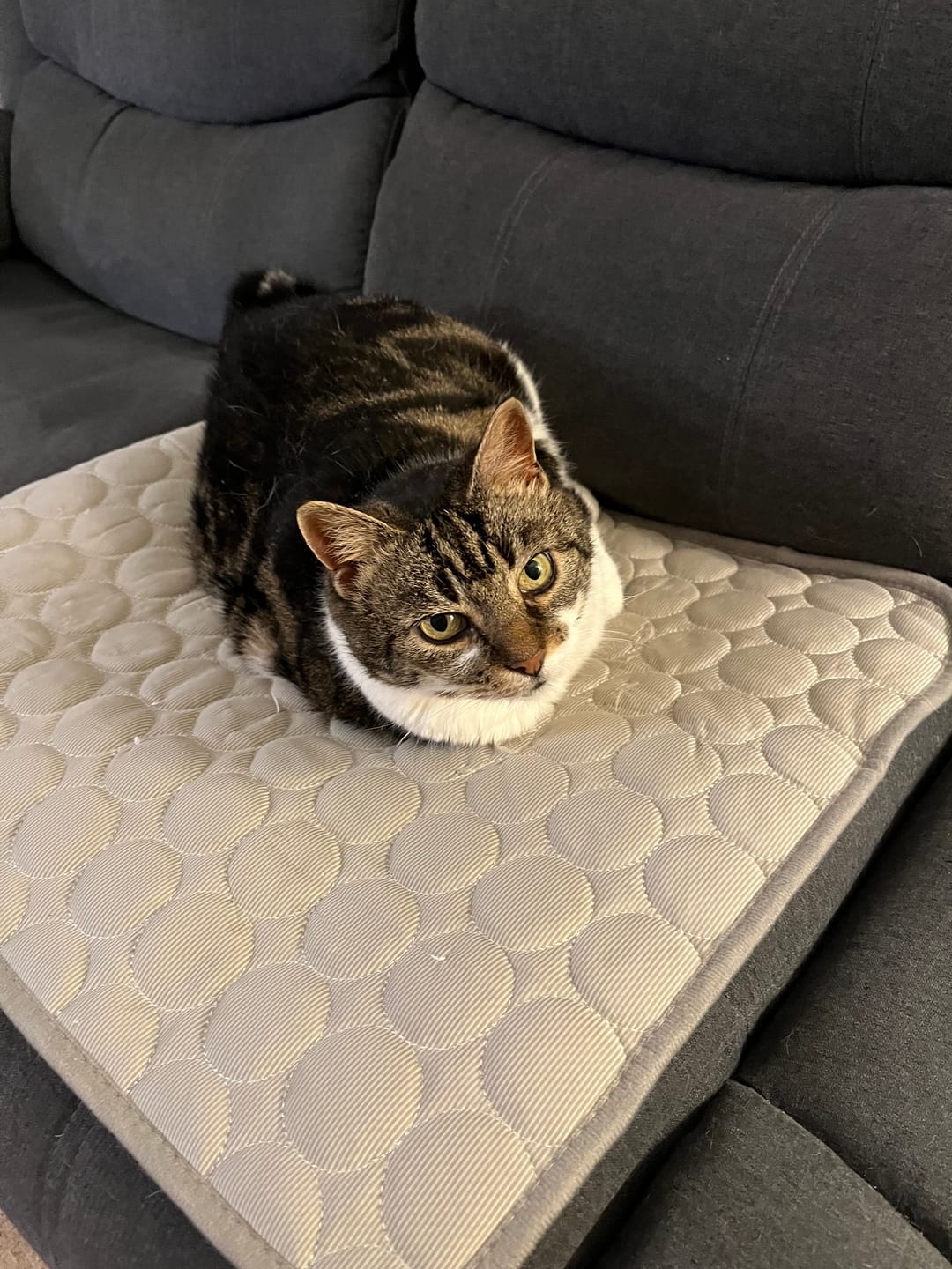 Customer photo review of The Ultimate Cooling Pet Mat