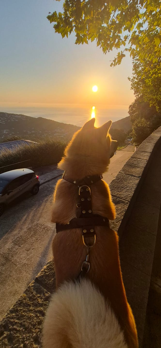Customer photo review of Easy Walk Golden Dark Brown - Sele med handtag