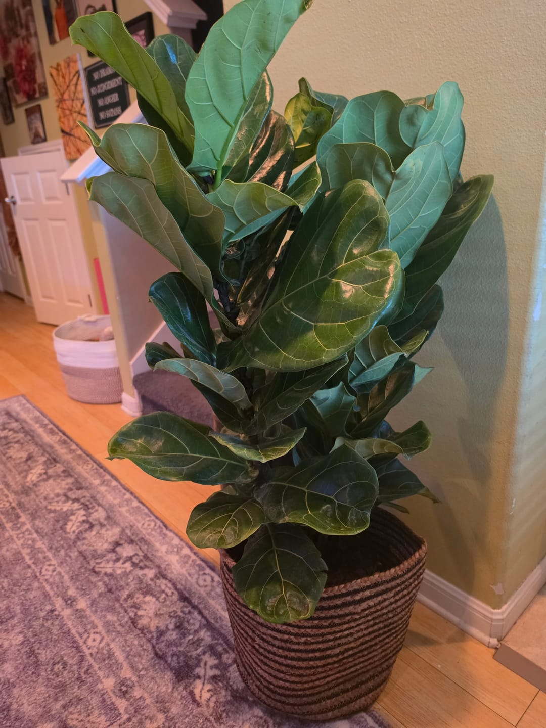 Customer photo review of Ficus Lyrata Bush Form, Fiddle Leaf Fig Tree