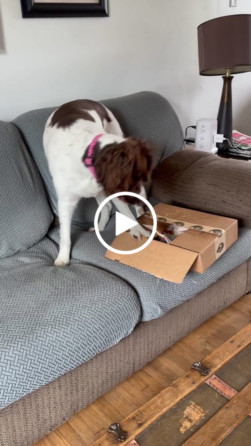 Customer video review of Cow Hooves