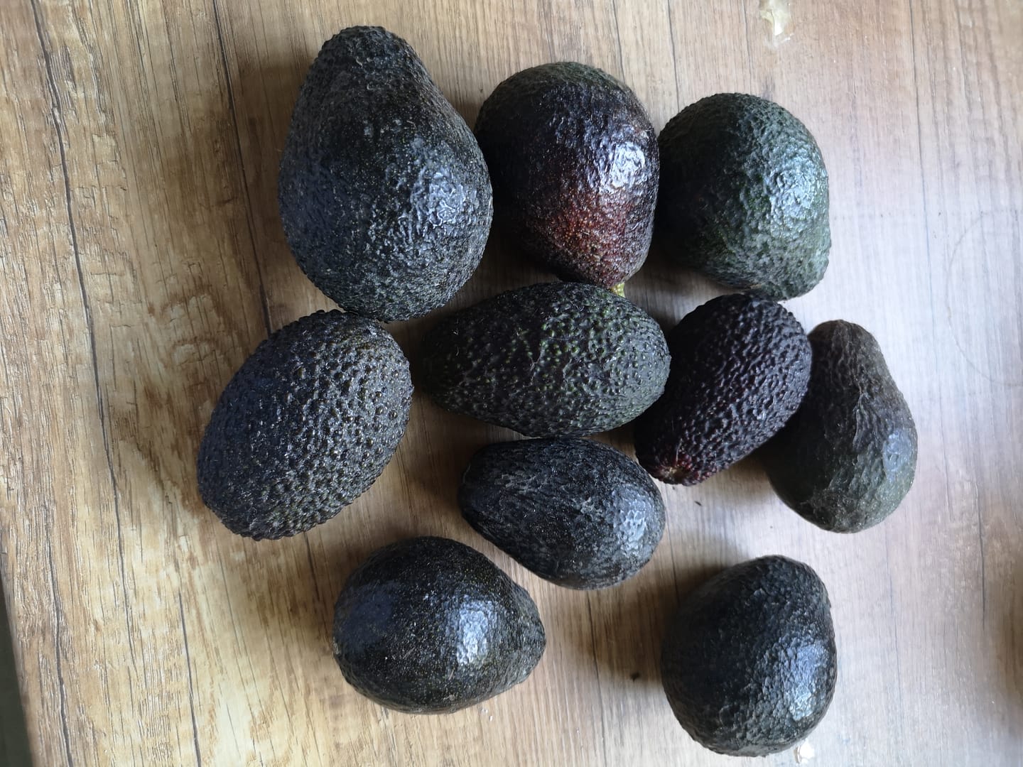 Customer photo review of Avocado Hass & Lamb Hass 15 Monate baumgereift von Julian