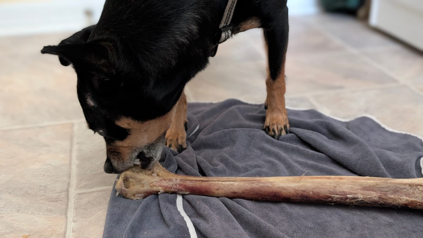 Customer photo review of Ostrich Long Bone (19" x 3.5"): The Ultimate Challenge for Medium, Large & Extra-Large Dogs