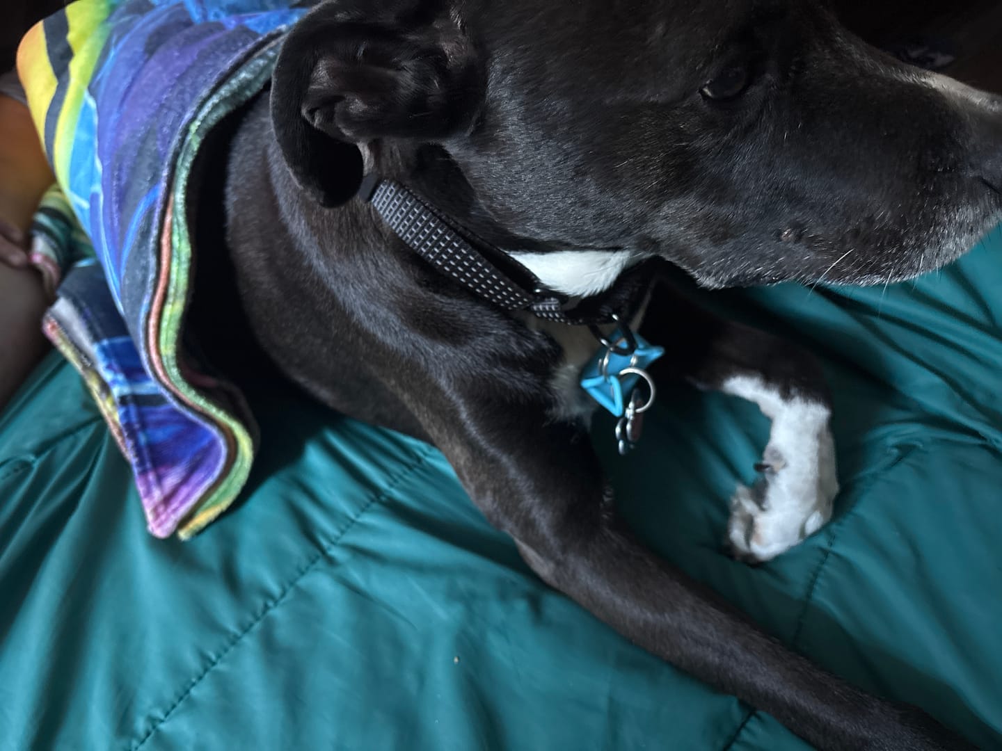Customer photo review of FurLife™ 12 Months Flea and Tick Free