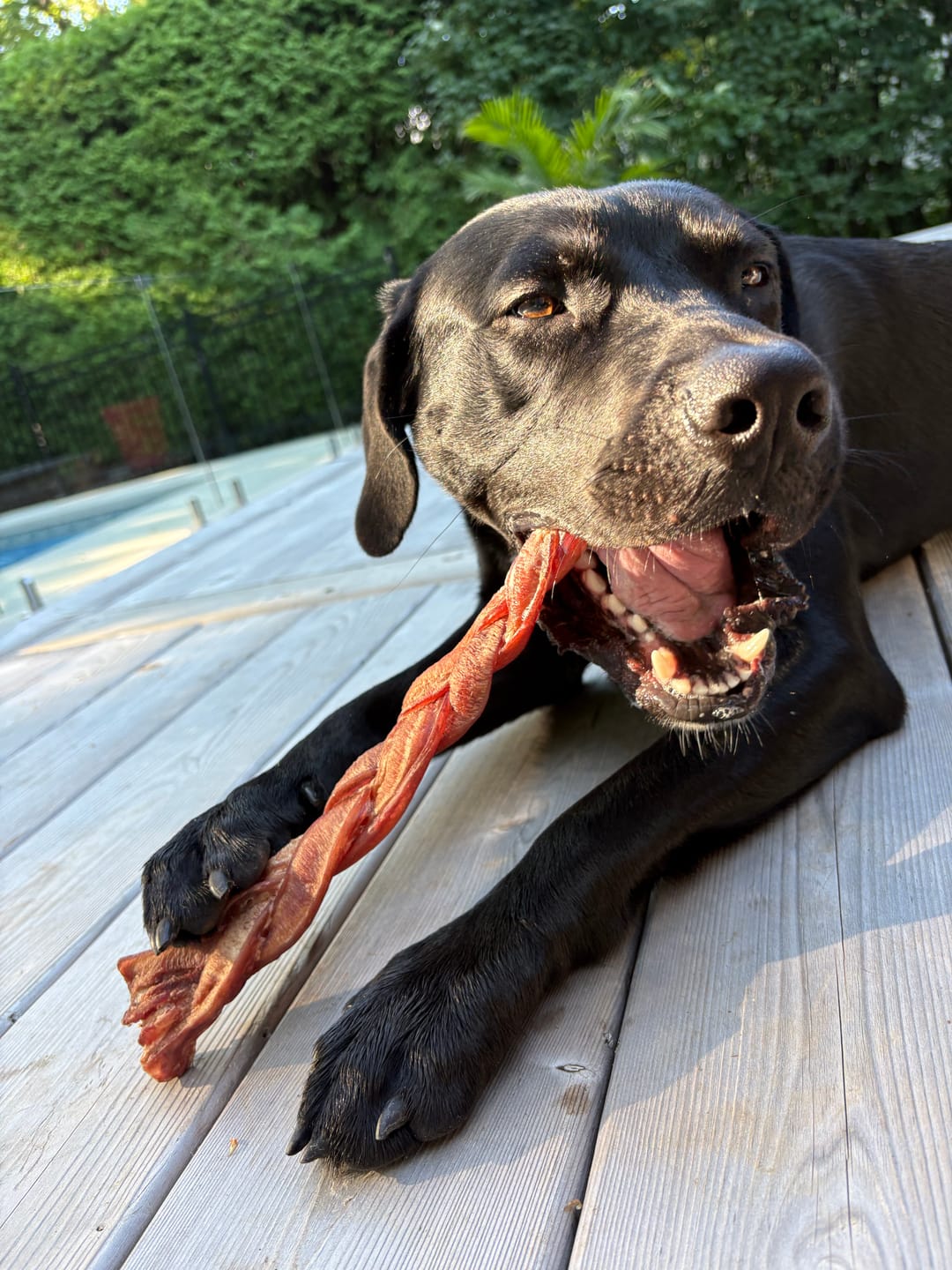 Customer photo review of 12 Inch Jumbo Braided Bully Stick
