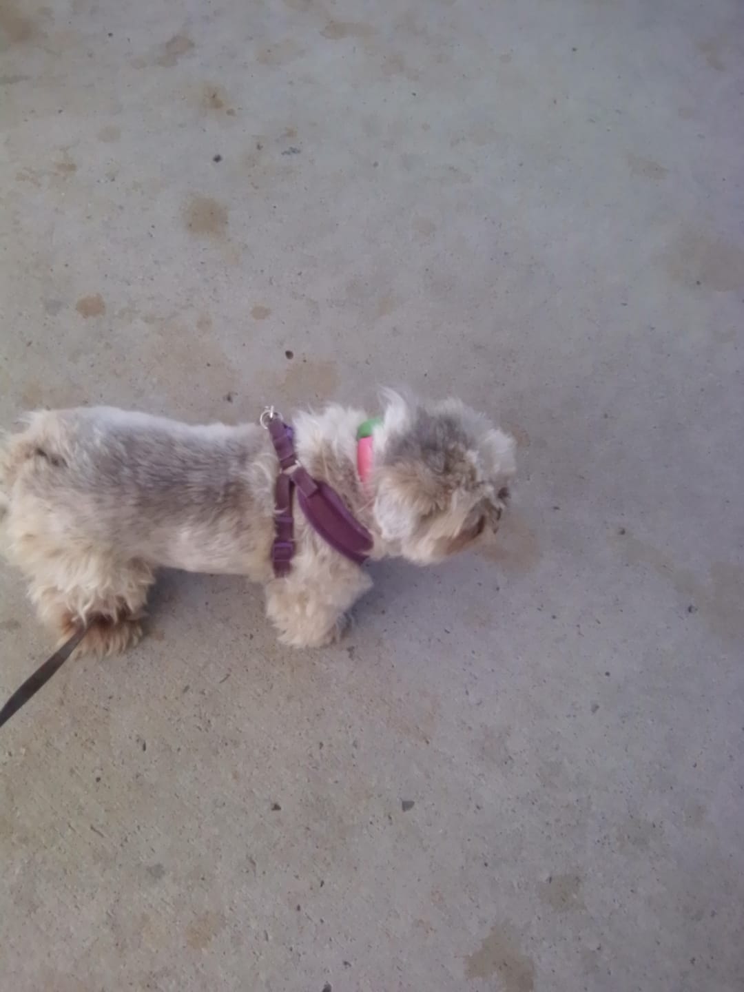 Customer photo review of FurLife™ 12 Months Flea and Tick Free
