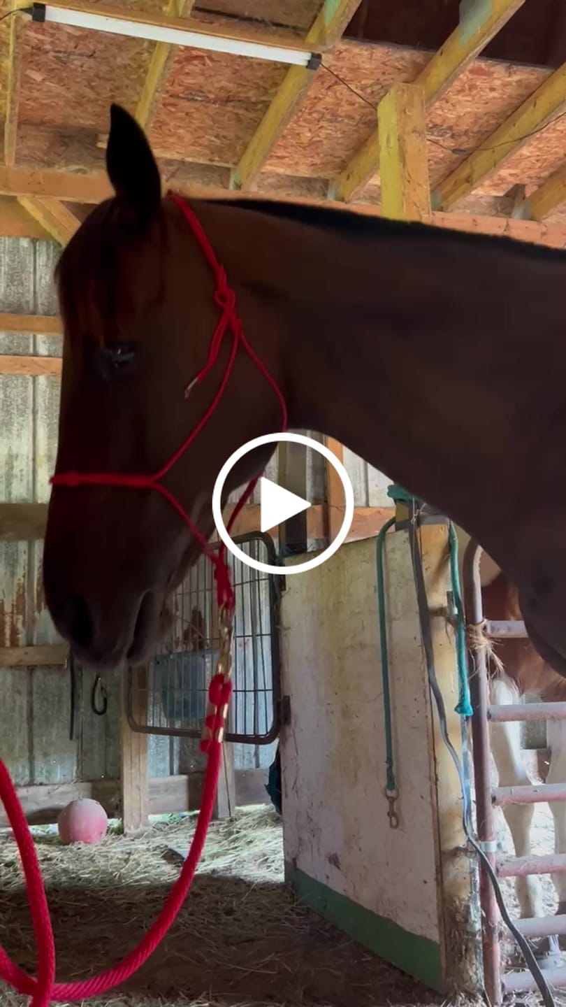 Customer video review of HorseHalo™ 8 Heads Red Light Massage Gun