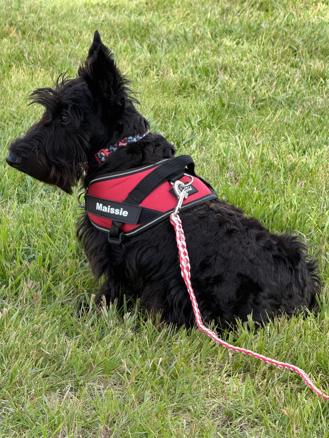 Customer photo review of Dogshood ™ Easy On