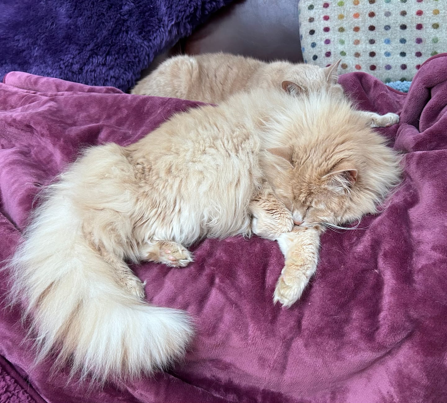 Customer photo review of Waterproof Splash Blanket™ - Mulberry The OG - Same Colour Sherpa
